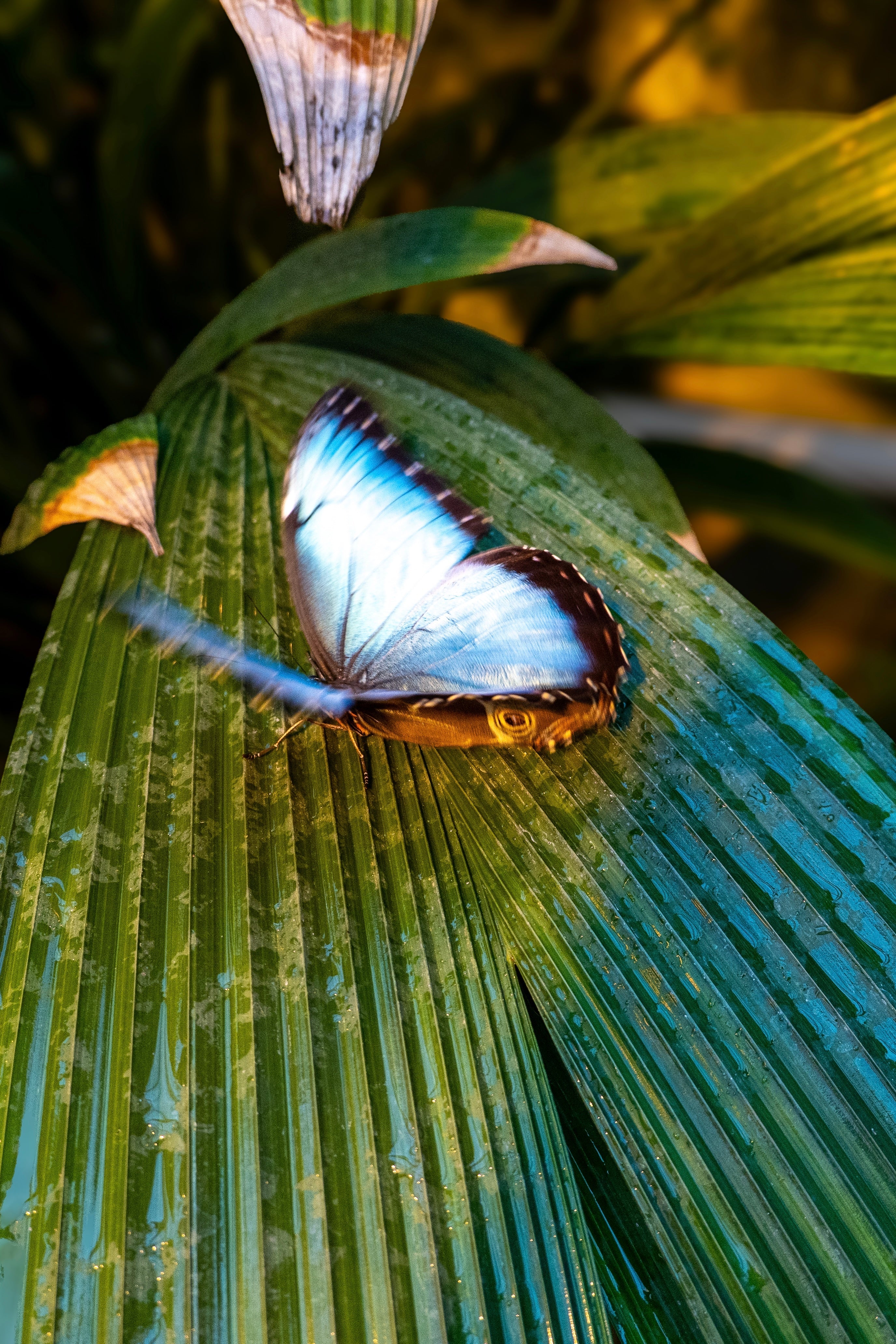 In Search of the Kind of Place: The Butterfly House
